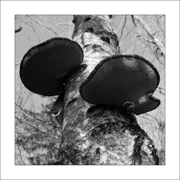 p4232622abw-2x