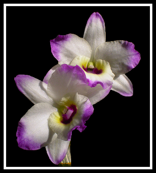 dendrobium-nobile-ok-1