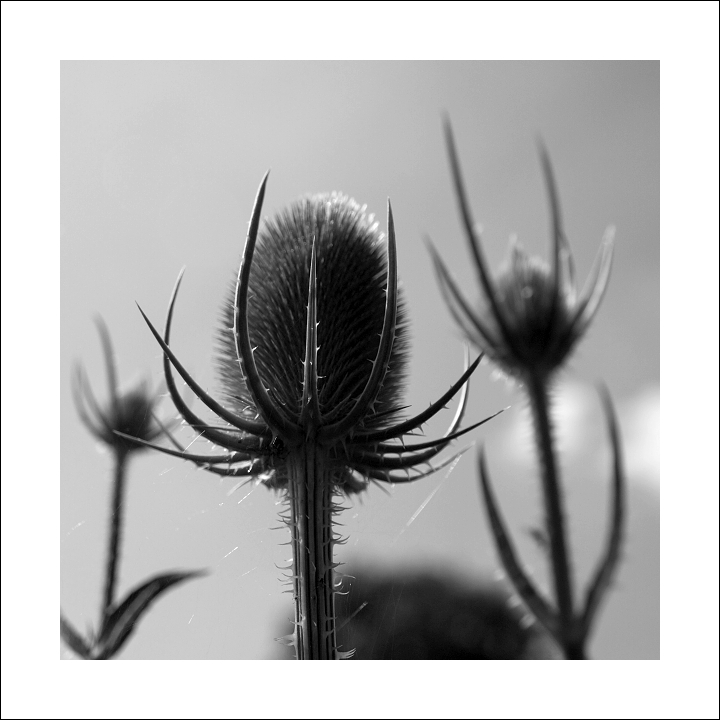 p7166456