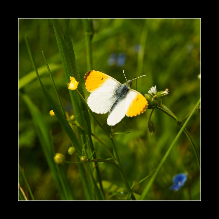 p5294048xx
