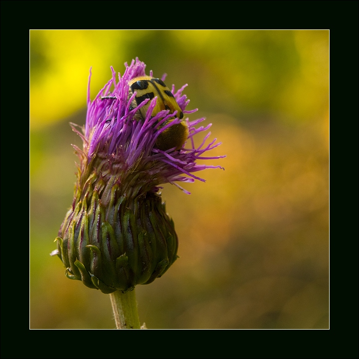 p7116312_1
