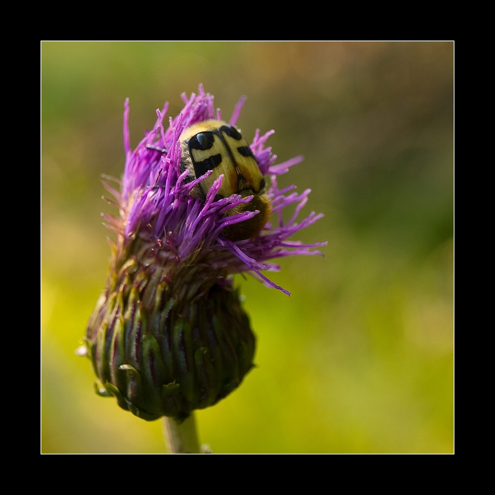 p7116315xx