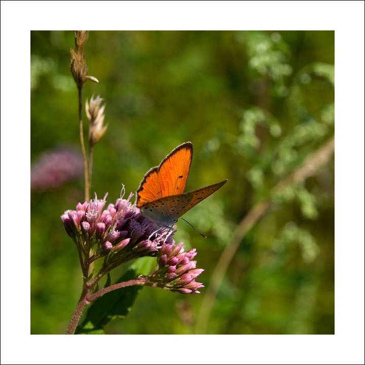 p7296785