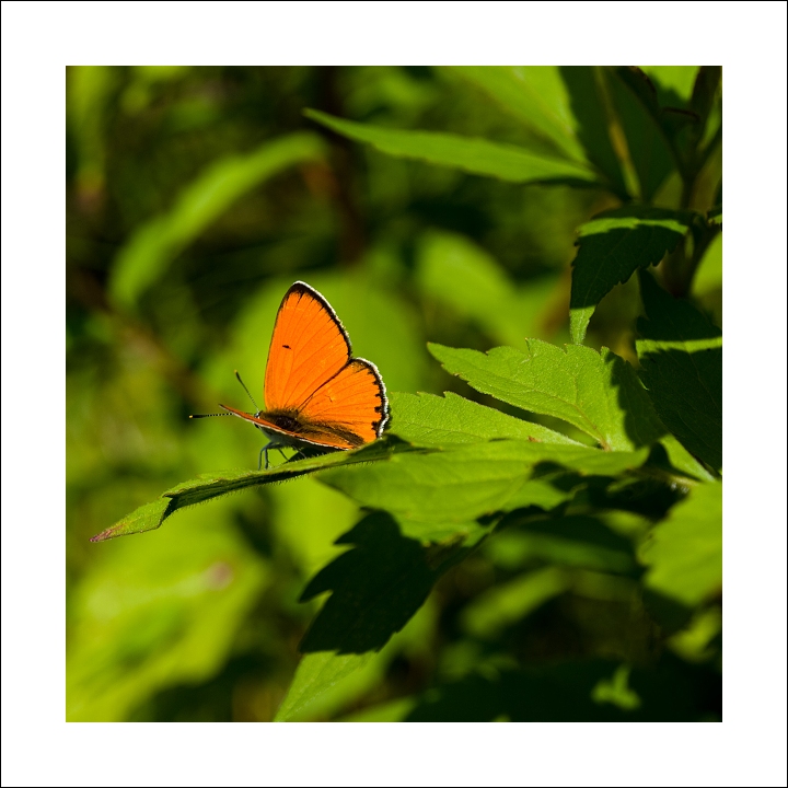 p7296788x