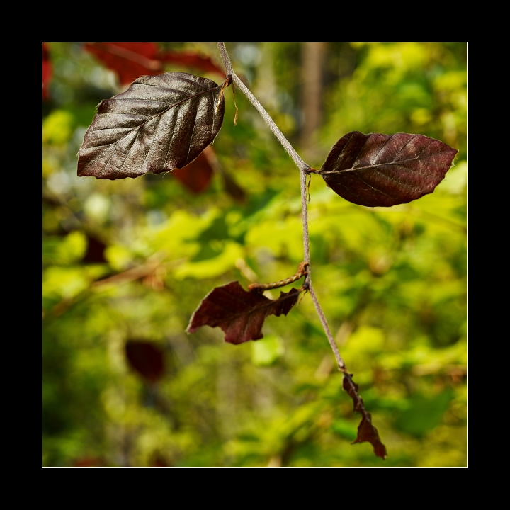 p5294015
