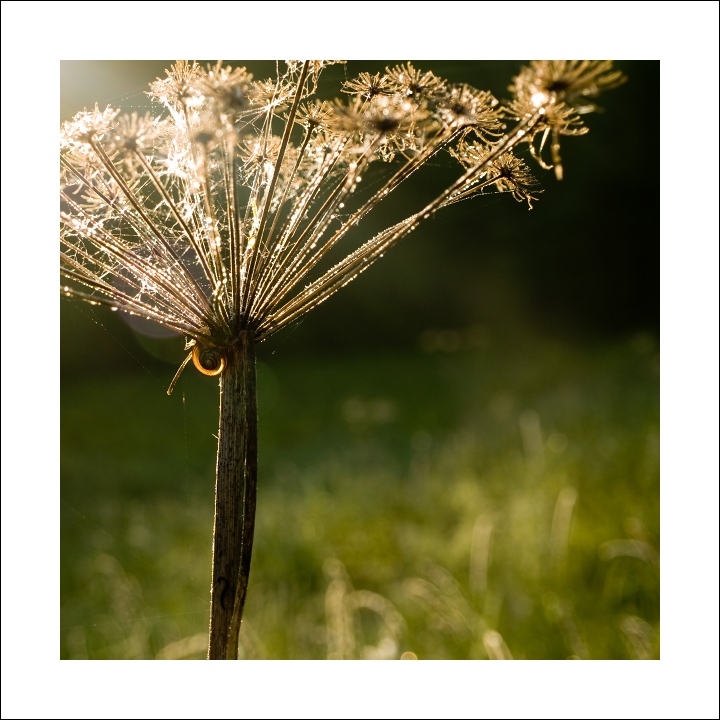 p6054427ok-_1x