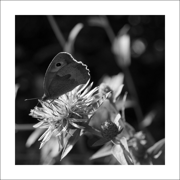 p7296782x