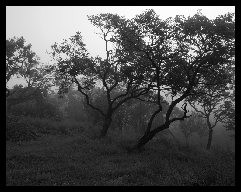 p8017109bw