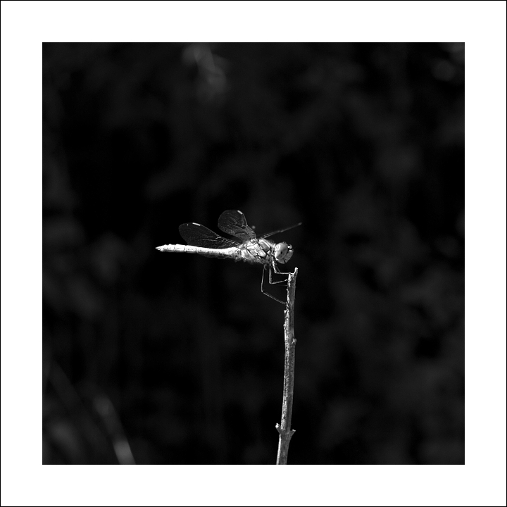 p7296878