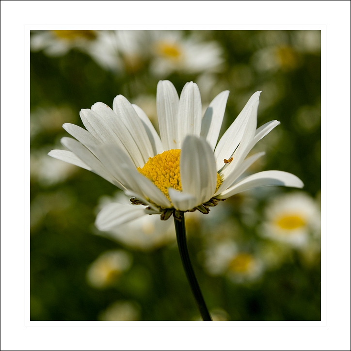 p6265750ok