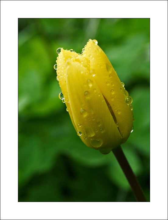 p5213802xx
