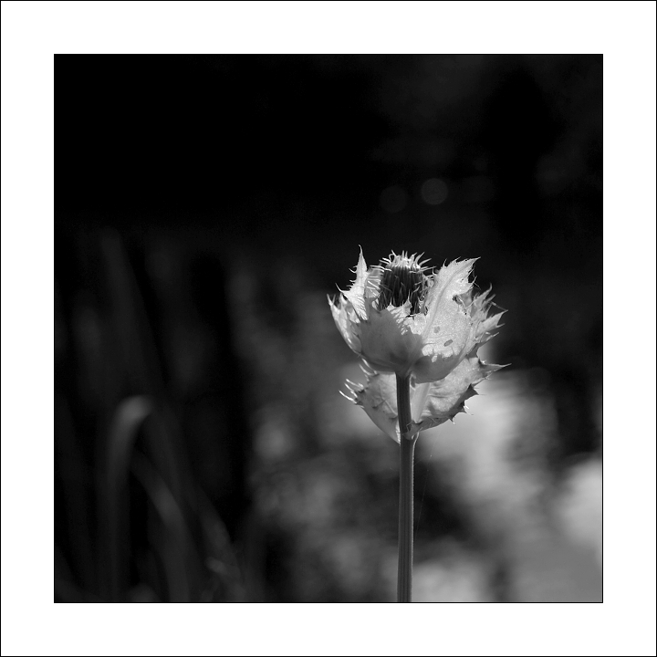 p8248978_1bw