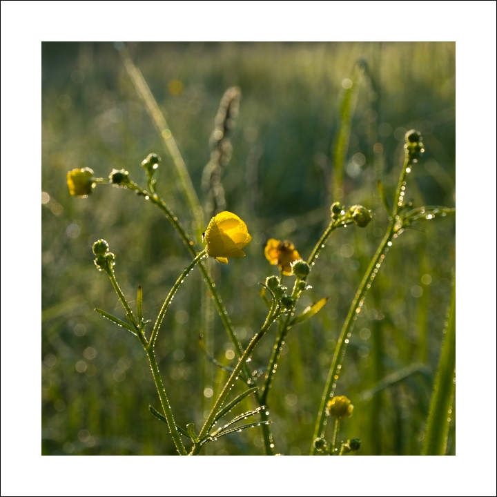 p6054420ok-1