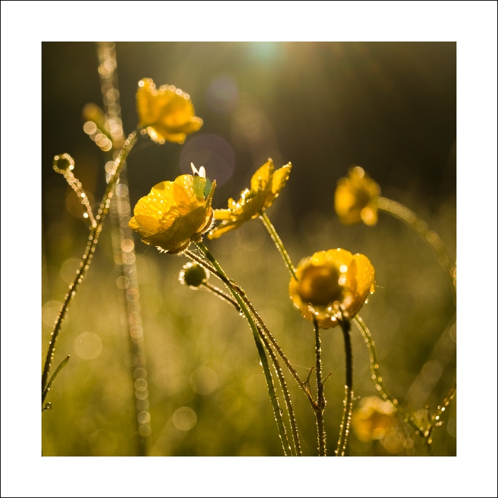 p6054424ok