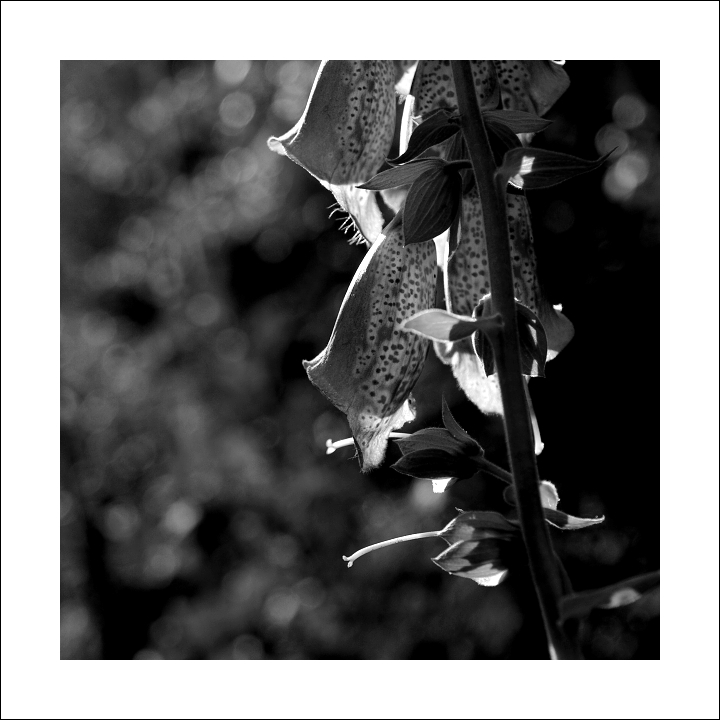 p7046002