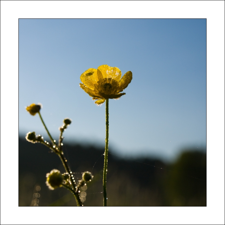 p6054429ok