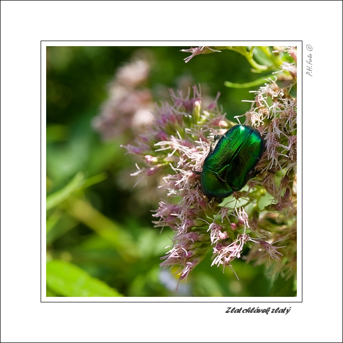 Zlatohlávek zlatý (Cetonia aurata)