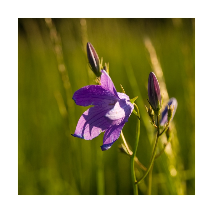 p6054454okx