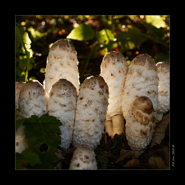 P9190333_1