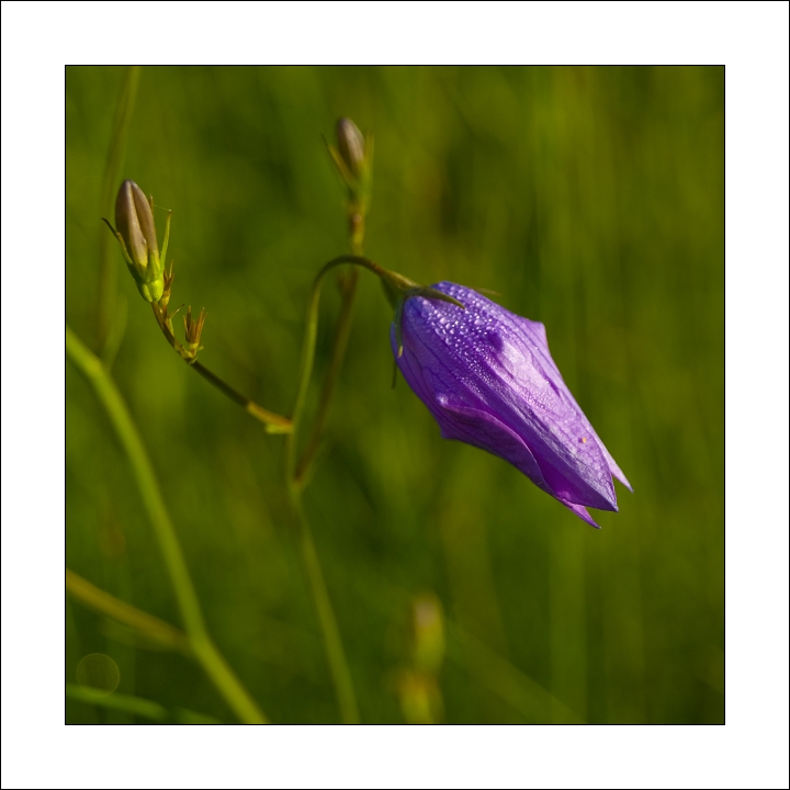 p6054456ok1