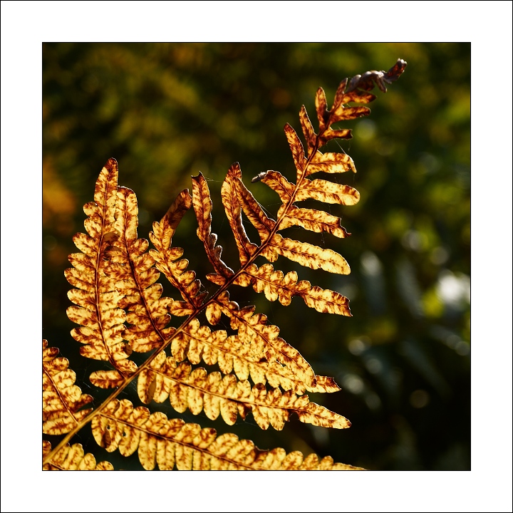P9230492_1