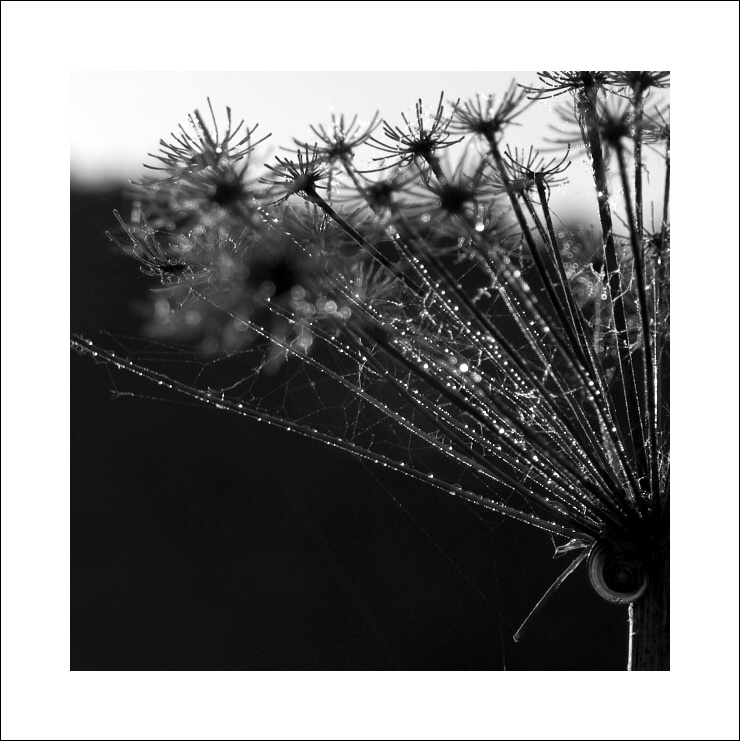 P6054426ok x