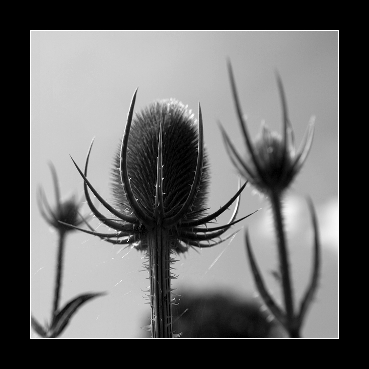 p7166456b