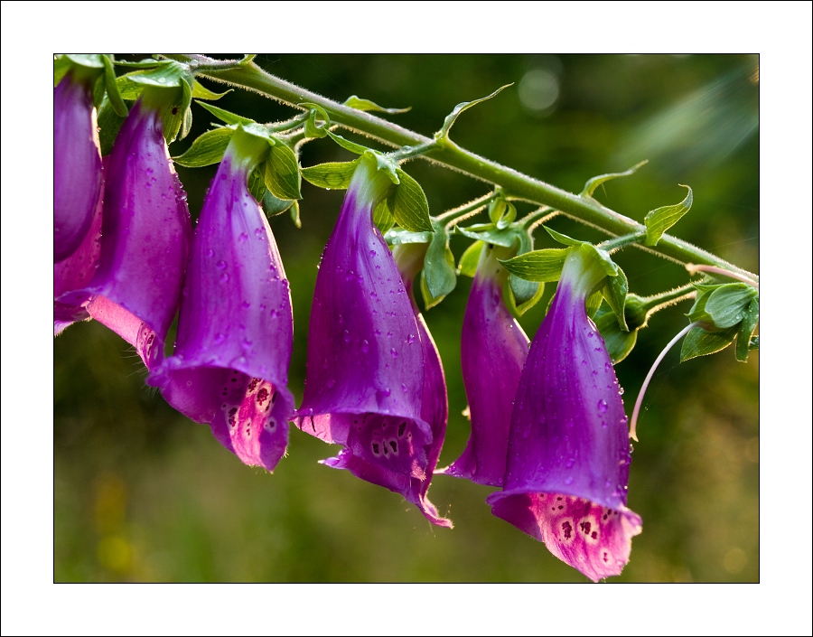 p7136345