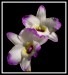 dendrobium-nobile-ok-1