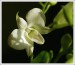 dendrobium-x