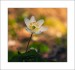 p4172357axx-white